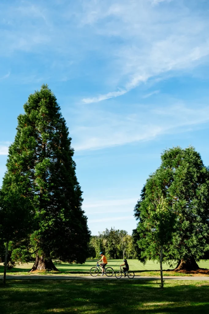 Two cyclists — an adult in an orange shirt and a child — ride bikes along a paved path between towering evergreen trees under a bright blue sky with wispy clouds.